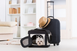 Consulta nuestra guía para viajar con tus perros